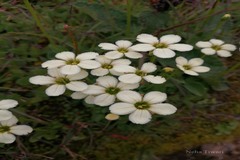 Parnassia chinensis
